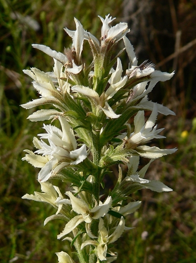 {Liatris elegans var. elegans}